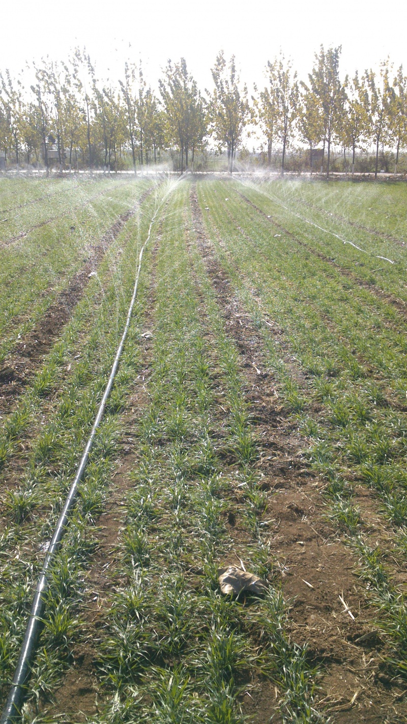 微喷带灌溉效果
