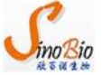 Shanghai Xinbainuo Biotechnology Co., Ltd.